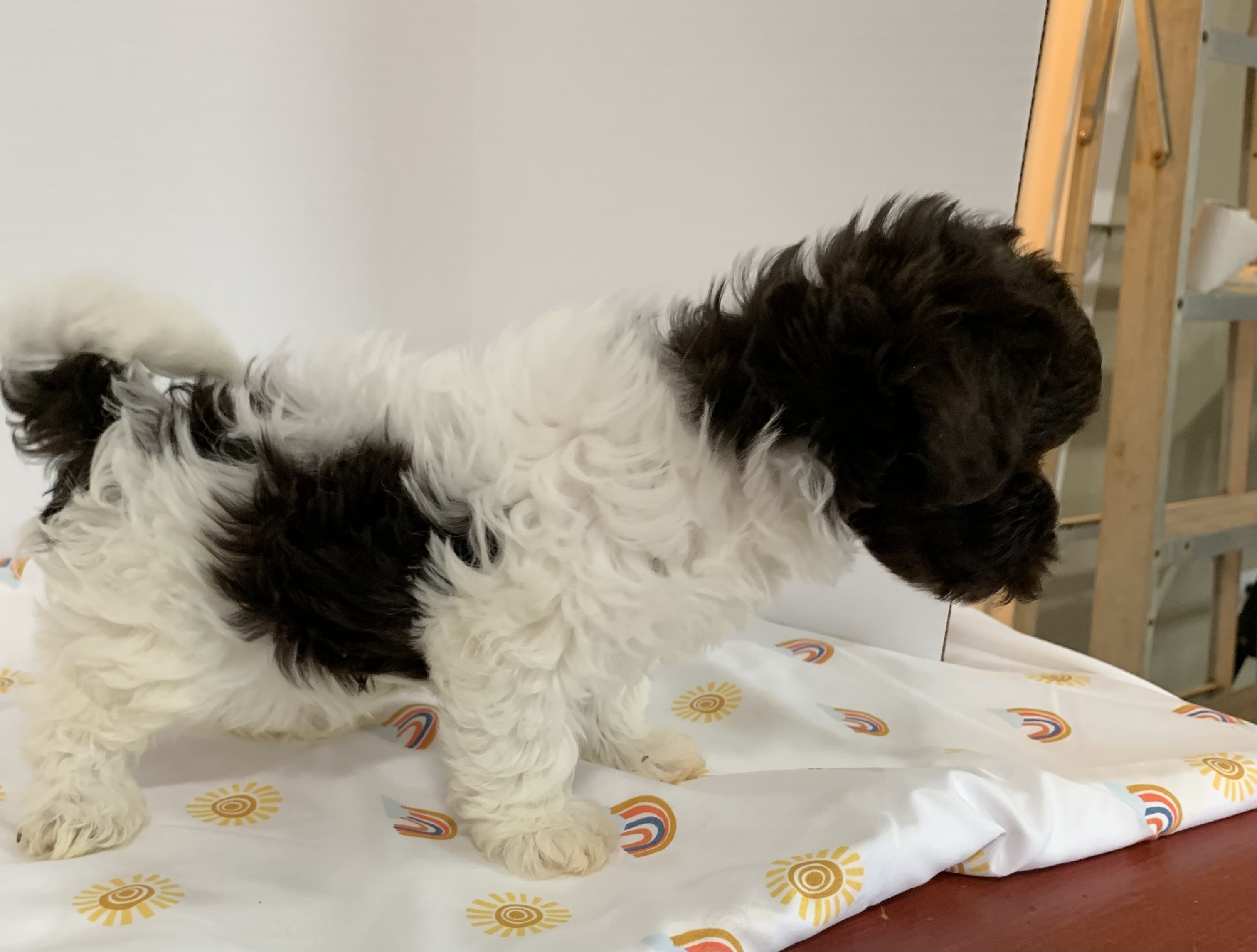 puppy, for, sale, Havanese, Debra K Lott, dog, breeder, Merit, TX, dog-breeder, puppy-for-sale, forsale, nearby, find, puppyfind, locator, puppylocator, aca